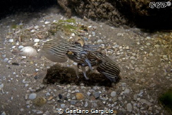 Pajama striped cuttlefish mating dance. They swim with a ... by Gaetano Gargiulo 